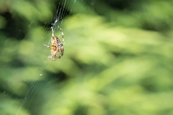 Egy Közeli Kép Egy Pókról Egy Pókhálón Elmosódott Zöld Háttérrel — Stock Fotó