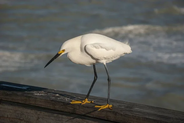 Primer Plano Una Gaviota Patas Amarillas Cerca Del Océano —  Fotos de Stock