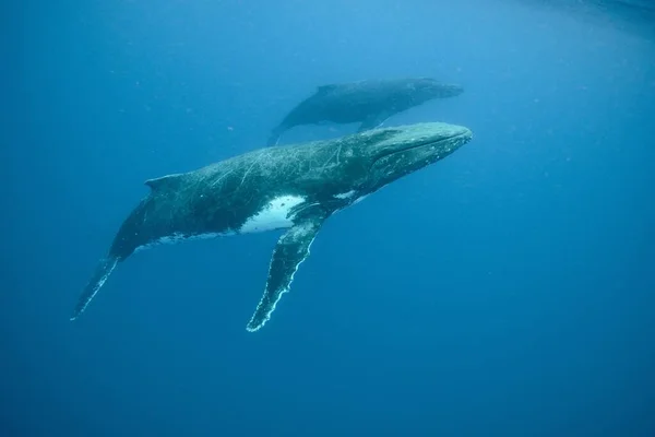 Una Toma Submarina Dos Ballenas Jorobadas Nadando —  Fotos de Stock
