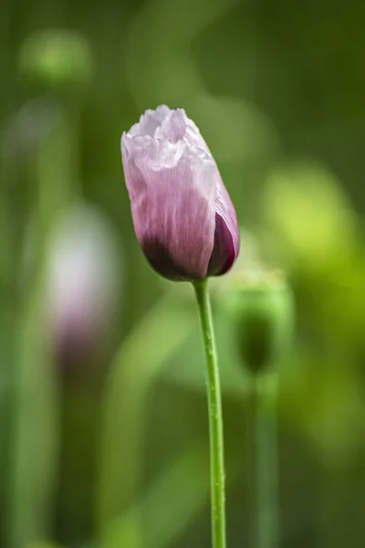Vertical Closeup Shot Purple Tulip Flower Garden Blurred Background — Stock Photo, Image
