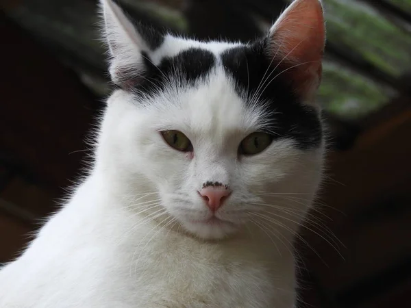 Closeup Shot Black White Cat Green Eyes — Stock Photo, Image