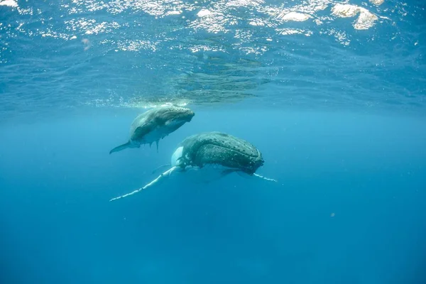 Een Onderwaterfoto Van Twee Bultrugwalvissen Die Aan Oppervlakte Zwemmen — Stockfoto