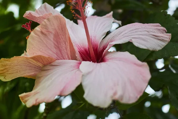 Gros Plan Fleur Hibiscus Chinois Avec Fond Flou — Photo