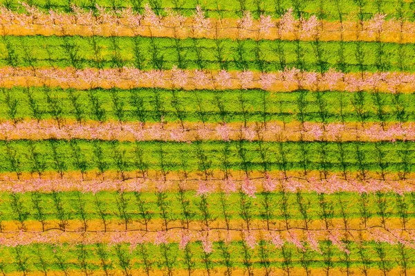 Eine Schöne Luftaufnahme Eines Blühenden Obstgartens — Stockfoto