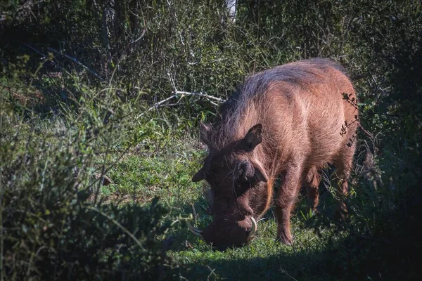 Zbliżenie Wspólnego Guwernanta Jedzącego Trawę Rpa — Zdjęcie stockowe