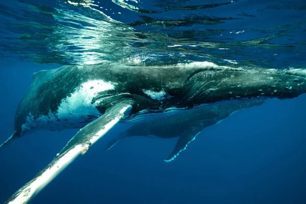 座头鲸在水面附近游动的水下特写 — 图库照片