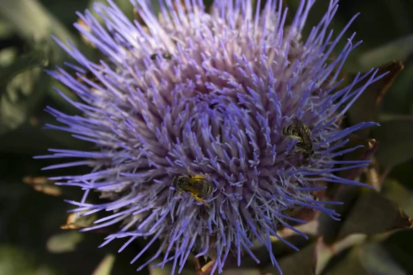 Primer Plano Una Flor Alcachofa Con Insecto Avispa —  Fotos de Stock