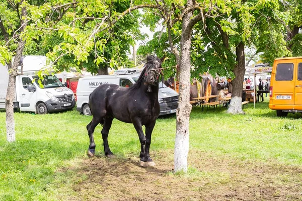 Belo Tiro Cavalo Preto Amarrado Árvore — Fotografia de Stock