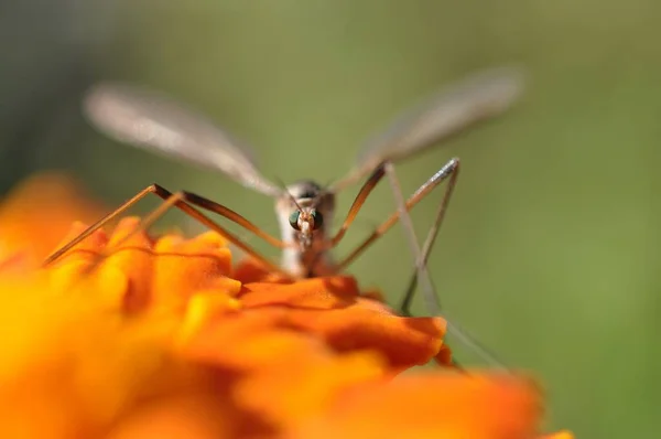 Γερανός Μύγα Tipulidae Κάθεται Πορτοκαλί Χρώμα Λουλούδι Στον Κήπο Έτοιμο — Φωτογραφία Αρχείου