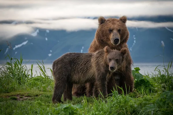 Egy Gyönyörű Kép Egy Barna Medvéről Egy Kölyökkel — Stock Fotó