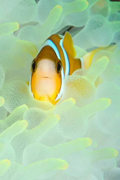 Μια Καταπληκτική Μακρο Εικόνα Του Clownfish Θαλασσινή Ανεμώνη — Φωτογραφία Αρχείου