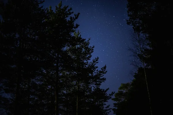 木の枝や葉のシルエットが青い星空 — ストック写真