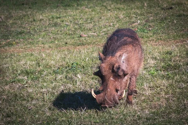 Een Prachtig Shot Van Een Wrattenzwijn Een Groen Veld Zuid — Stockfoto
