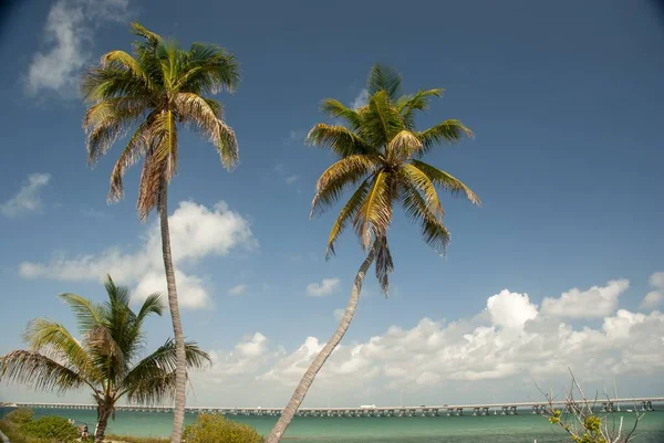 Een Prachtig Uitzicht Kokospalmen Met Een Brug Aan Achterkant — Stockfoto