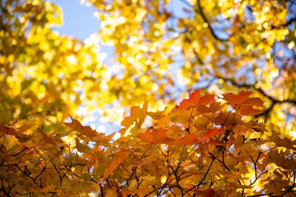 Morbido Focus Foglie Autunno Arancioni Gialle Rami Albero Uno Sfondo — Foto Stock