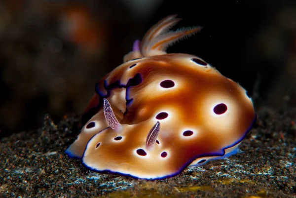 Niesamowite Makro Ujęcie Nudibranch Pod Morzem — Zdjęcie stockowe