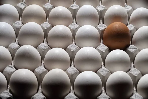 Een Bruin Tussen Vele Witte Eieren — Stockfoto