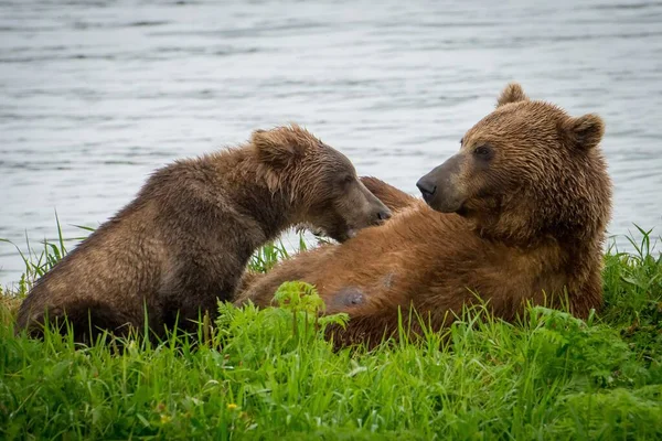 Piękny Obraz Brunatnego Niedźwiedzia Bawiącego Się Młodym — Zdjęcie stockowe