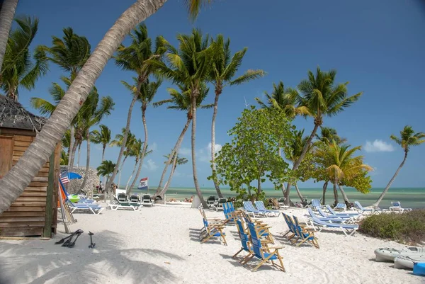 Key West États Unis Mars 2012 Chaises Longues Tés Palmiers — Photo