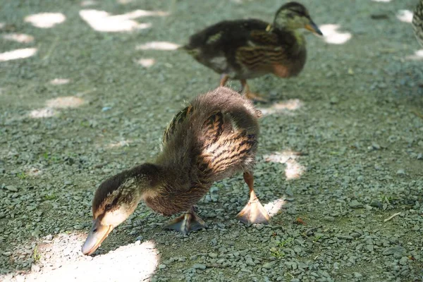 Ducks Field Captured Daytime — Stock Photo, Image