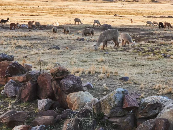 Uma Vista Deslumbrante Das Llamas Adoráveis Montanha Ausangate Peru — Fotografia de Stock