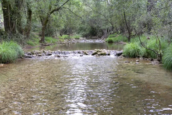 Μια Όμορφη Θέα Ενός Ποταμού Ένα Δάσος Πράσινα Δέντρα — Φωτογραφία Αρχείου