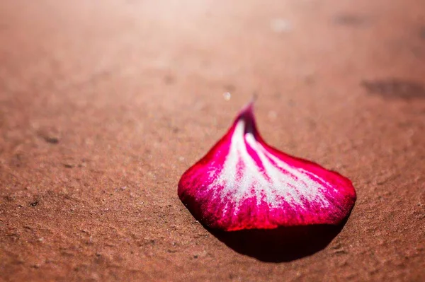 Primer Plano Alto Ángulo Pétalo Flor Púrpura Rosa Una Superficie — Foto de Stock