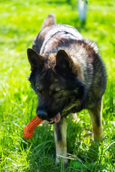 德国牧羊犬咬其咀嚼玩具的垂直镜头 — 图库照片