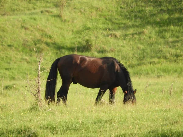 Brązowy Koń Wypasający Się Zielonej Dolinie — Zdjęcie stockowe