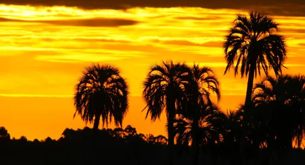 Les Silhouettes Des Palmiers Contre Ciel Nuageux Coucher Soleil — Photo