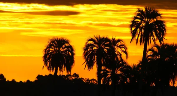 夕暮れ時の曇天に対するヤシの木のシルエット — ストック写真