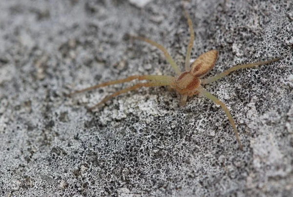 Närbild Makro Skott Ljusbrun Spindel Med Långa Ben Grå Och — Stockfoto