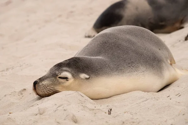 Een Close Shot Van Zeeleeuw Slapend Het Zand — Stockfoto