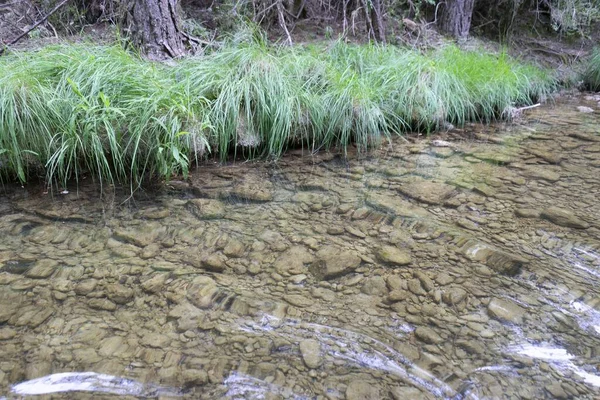 Чистая Речная Вода Трава Лесу — стоковое фото