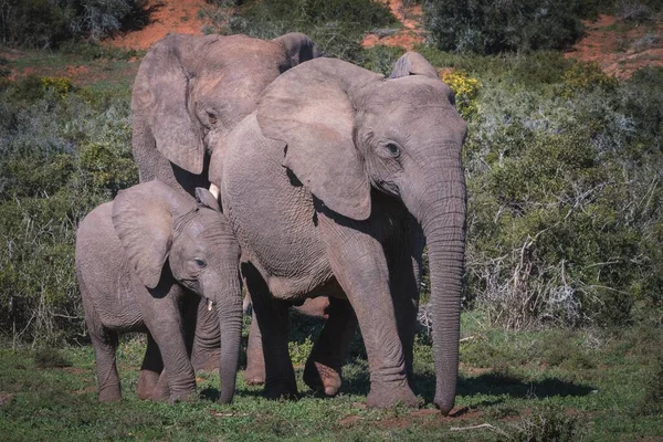 여름날 남아프리카 공화국에서 코끼리를 가까이서 — 스톡 사진