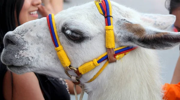 Closeup Shot Cute White Llama Wearing Halter Colors Colombia Flag — Stock Photo, Image