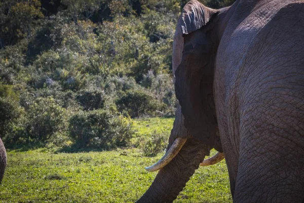 남아프리카 공화국에서 코끼리를 가까이서 — 스톡 사진