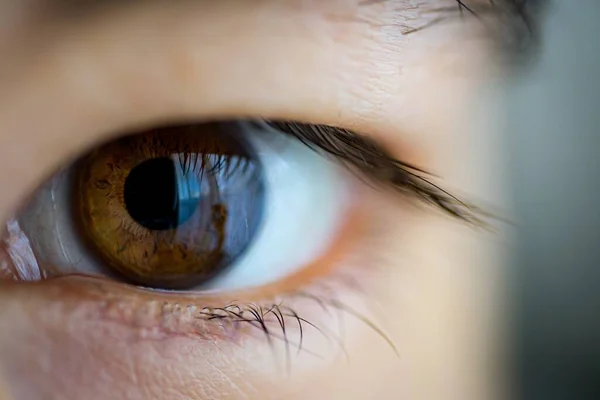 Een Closeup Shot Van Een Bruin Aziatisch Gevouwen Kap Oog — Stockfoto