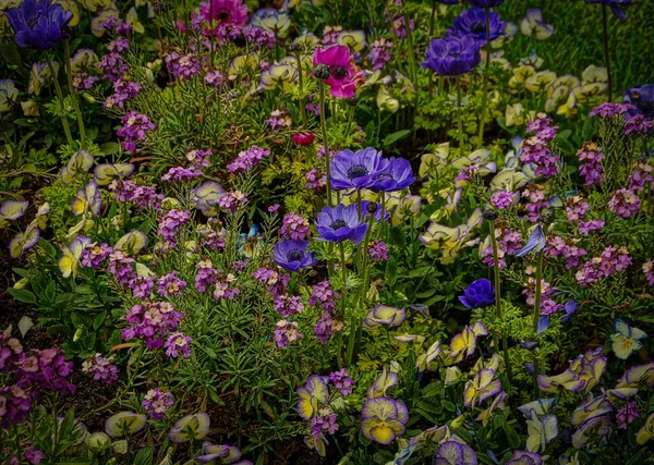 Een Close Shot Van Kleurrijke Geraniums Mietjes Het Veld — Stockfoto