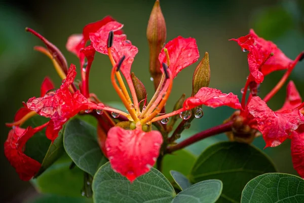Red Flower Nat7Ural Environment — Stock Photo, Image
