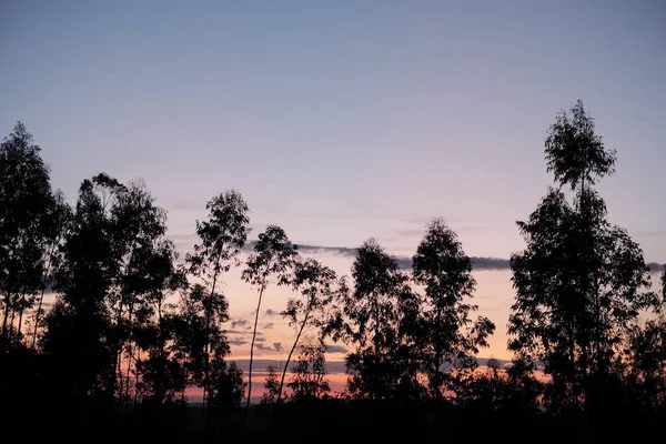 Sylwetka Pięknej Gamy Drzew Zachodzie Słońca — Zdjęcie stockowe