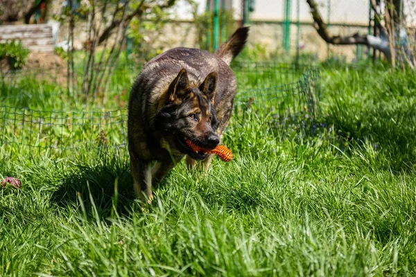 美しいショットのドイツの羊飼い犬かむおもちゃ — ストック写真