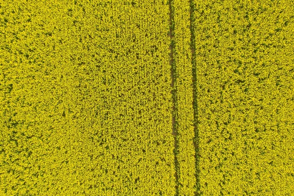 西オーストラリア州の菜の花畑の高角度ショット — ストック写真