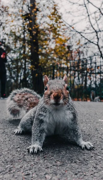 Eine Selektive Fokusaufnahme Eines Entzückenden Eichhörnchens Wald — Stockfoto