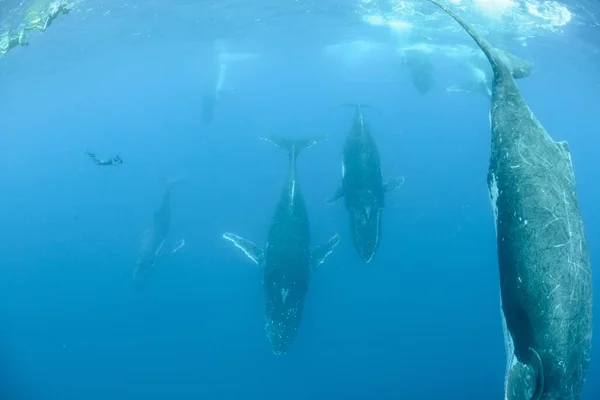 Eine Unterwasseraufnahme Von Buckelwalen Beim Schwimmen — Stockfoto