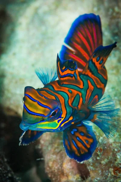Beautiful Vertical Closeup Shot Tropical Mandarin Fish — Stock Photo, Image