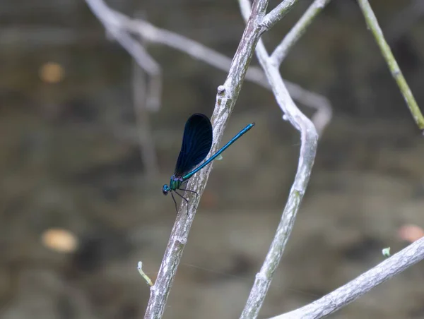 Una Libélula Azul Una Rama Árbol Entorno Natural — Foto de Stock