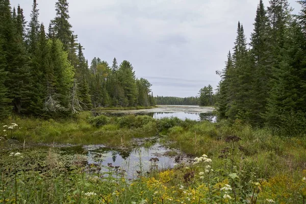 Los Árboles Que Rodean Lago Canadá Durante Día — Foto de Stock