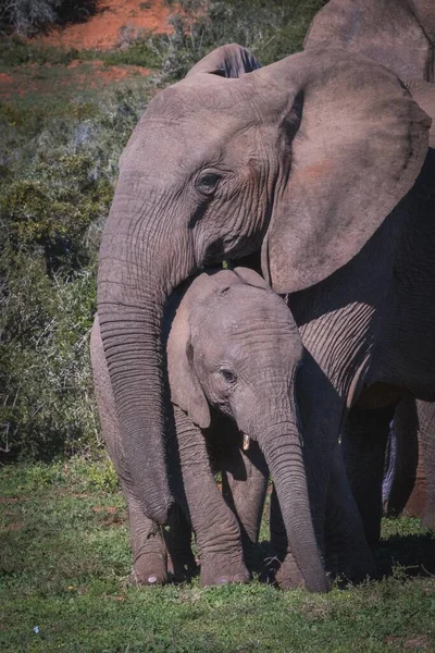 Hermoso Tiro Elefantes Campo Verde — Foto de Stock