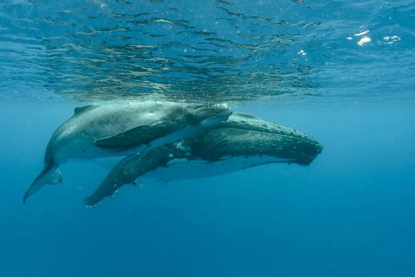 Підводний Знімок Двох Горбатих Китів Плавають Біля Поверхні — стокове фото